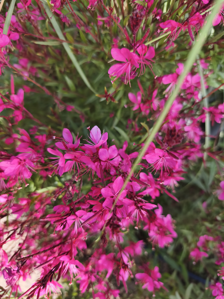 IMG_20250512_174800.jpg